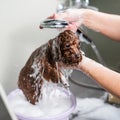 Woman shampooing brown mini toy poodle in grooming salon. Royalty Free Stock Photo