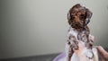 Woman shampooing brown mini toy poodle in grooming salon. Royalty Free Stock Photo