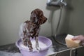 Woman shampooing brown mini toy poodle in grooming salon. Royalty Free Stock Photo