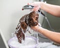 Woman shampooing brown mini toy poodle in grooming salon. Royalty Free Stock Photo