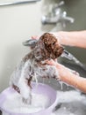 Woman shampooing brown mini toy poodle in grooming salon. Royalty Free Stock Photo