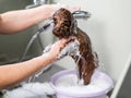 Woman shampooing brown mini toy poodle in grooming salon. Royalty Free Stock Photo