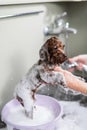 Woman shampooing brown mini toy poodle in grooming salon. Royalty Free Stock Photo