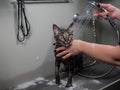 Woman shampooing a tabby gray cat in a grooming salon.