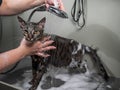 Woman shampooing a tabby gray cat in a grooming salon.