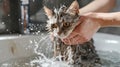 Funny wet cat gets a bath from a girl, a playful scene filled with feline antics, Ai Generated