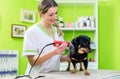 Woman is shearing dog in pet grooming parlor Royalty Free Stock Photo