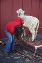 Woman Shearing Sheep Royalty Free Stock Photo