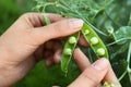 Woman shelling fresh green pea pod outdoors