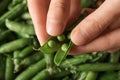 Woman shelling green peas, closeup Royalty Free Stock Photo