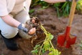 Woman shod in boots digs potatoes in her garden Royalty Free Stock Photo