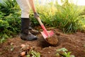 Woman shod in boots digs potatoes in her garden Royalty Free Stock Photo