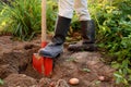 Woman shod in boots digs potatoes in her garden Royalty Free Stock Photo