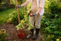 Woman shod in boots digs potatoes in her garden Royalty Free Stock Photo