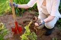 Woman shod in boots digs potatoes in her garden Royalty Free Stock Photo