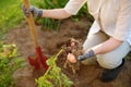 Woman shod in boots digs potatoes in her garden Royalty Free Stock Photo