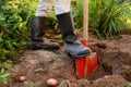 Woman shod in boots digs potatoes in her vegetable garden Royalty Free Stock Photo