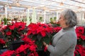 Woman Shopping for Poinsettias