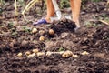 Woman with shovel digging potatoes, harvesting potatoes