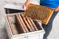 Woman showing bees in the hive and Honeycomb at Rayong Thai