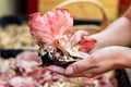 Woman is showing fresh pink oyster mushrooms, fungiculture on a mushroom farm Royalty Free Stock Photo