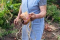 Woman with a freshly picked onion. Agricultural concept