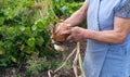 Woman showing a freshly picked onion. Agricultural concept