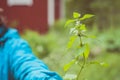 A woman showing a plant called Lamium album, white nettle or white dead-nettle, which looks almost like nettle. Nature in Finland Royalty Free Stock Photo