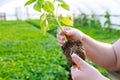 A woman shows a healthy pepper root system in a greenhouse on a blurred background.