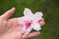 Woman shows a rhododendron blossom in the hand, blurry garden background