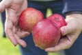 Woman shows three beautiful red apples in her hands