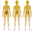 Woman silhouette with intestine location on body. Illustration