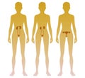 Woman silhouette with kidneys, adrenal glands, ovaries, uterus, bladder location on body. Illustration