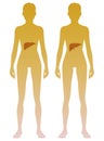 Woman silhouette with liver and gall bladder location on body. Illustration