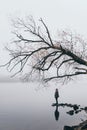 Woman silhouette on the river bank in the morning fog Royalty Free Stock Photo