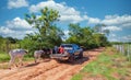 Woman sits in the back of a pickup truck with a dog and suitcase as free-roaming cows walk past her