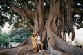 A woman sits near her boyfriend on a root of an old Valencian Ficus Macrophylla Royalty Free Stock Photo