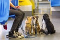 Woman sits with three dogs in a tram