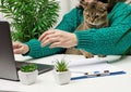 A woman sits at a white desk and works on a laptop, an adult gray Scottish Straight cat is sitting on her lap. Remote work, Royalty Free Stock Photo