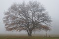 A woman sitting on a bench underneath a big tree in mist Royalty Free Stock Photo