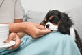 woman is sitting on the couch with her cavalier Charles King spaniel puppy and drinking tea Royalty Free Stock Photo