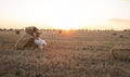 Woman sitting on hay stack walking in summer evening, beautiful romantic girl with long hair outdoors in field at sunset Royalty Free Stock Photo