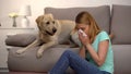 Woman sitting near labrador dog sneezing in tissue, fur allergy, antihistamine Royalty Free Stock Photo