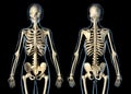 Woman skeletal system front and rear views