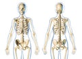 Woman skeletal system front and rear views