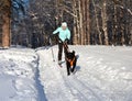 Woman on ski is going for a running dog. Royalty Free Stock Photo