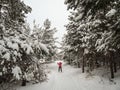 A woman is skiing in the woods winter park. Royalty Free Stock Photo