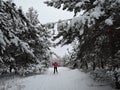 A woman is skiing in the woods winter park. Royalty Free Stock Photo