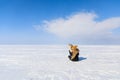 Woman with sled dog on the frozen bay Royalty Free Stock Photo