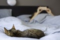 Woman sleeping in bed with her cat. Owner with her pet. Woman looking on her smartphone Royalty Free Stock Photo